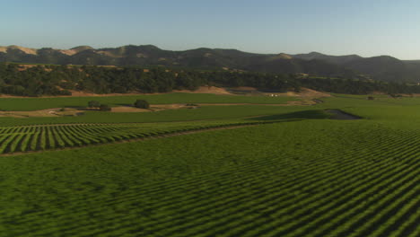 Helicopter-low-level-aerial-of-Santa-Barbara-County-vineyards-California-6