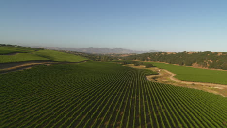 Helicopter-low-level-aerial-of-Santa-Barbara-County-vineyards-California-9