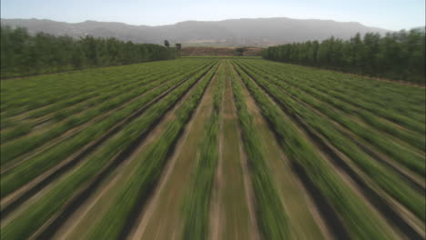 Helicopter-aerial-of-a-vineyard-in-the-Salinas-Valley-California