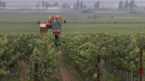 Time-lapse-of-mechanized-pruning-in-a-Monterey-County-vineyard-California