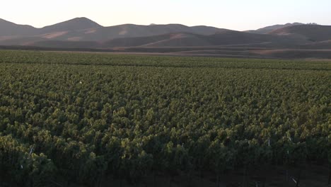 Pan-across-a-vineyard-in-the-Salinas-Valley-wine-country-Monterey-County-California