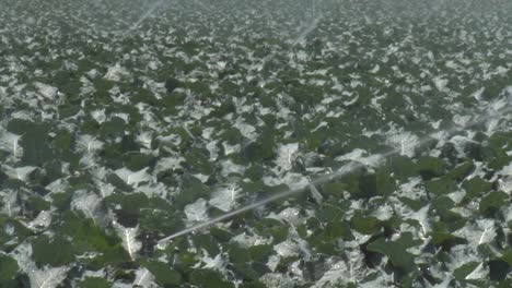 Sprinklers-irrigate-a-field-of-broccoli-in-the-Salinas-Valley-Monterey-County-California-1