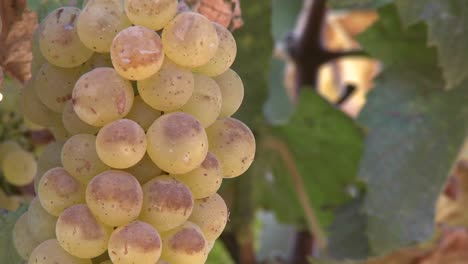 Schwenk-über-Weintrauben-In-Einem-Salinas-Valley-Weinberg-Monterey-County-Kalifornien