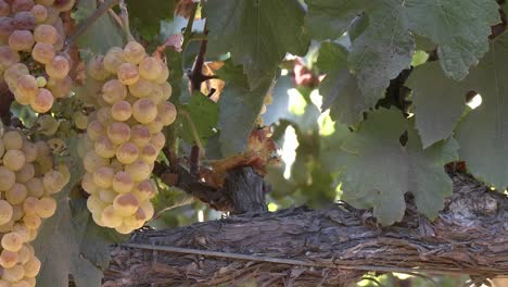 Vertikale-Pfanne-Von-Weintrauben-In-Einem-Salinas-Valley-Weinberg-Monterey-County-Kalifornien-1