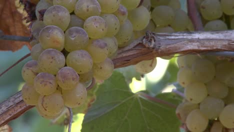 Close-up-of-wine-grapes-in-a-Salinas-Valley-vineyard-Monterey-County-California