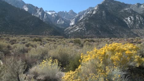 Vertical-pan-of-golden-flowers-and-Mt-Whitney-located-above-Lone-Pine-California