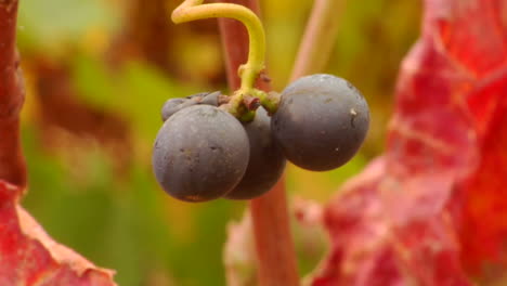 A-vertical-pan-of-red-wine-grapes-and-fall-colors