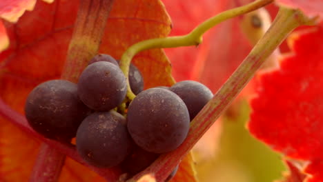 Red-wine-grapes-and-fall-colors