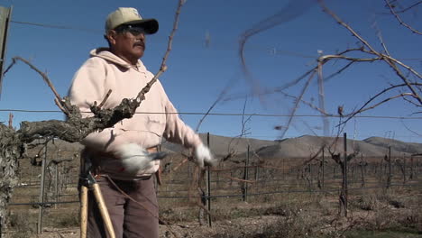 A-field-worker-prunes-dormant-vines-in-a-California-vineyard