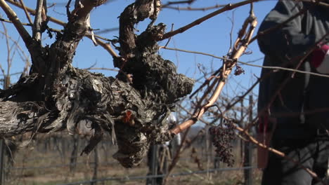 A-field-worker-prunes-dormant-vines-in-a-California-vineyard-2