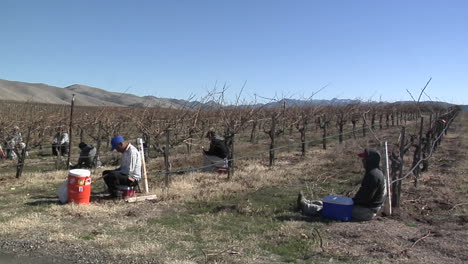 Field-workers-break-for-lunch-while-pruning-dormant-vines-in-a-California-vineyard