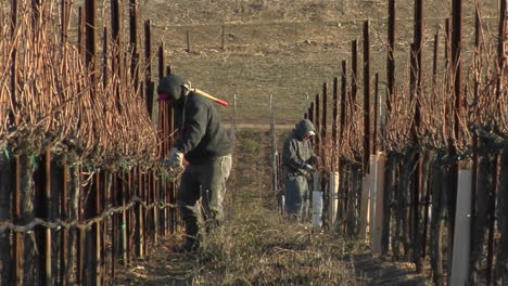 Field-workers-break-for-lunch-while-pruning-dormant-vines-in-a-California-vineyard-2