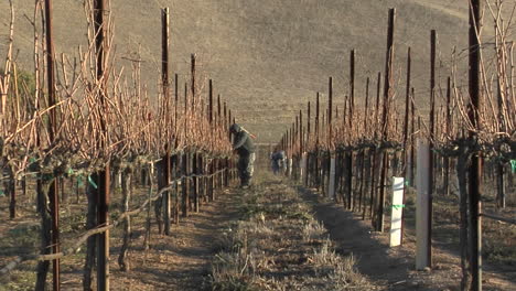 A-move-in-on-a-field-worker-pruning-dormant-grape-vines-in-a-California-vineyard