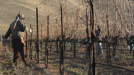 Field-workers-pruning-dormant-grape-vines-in-a-California-vineyard