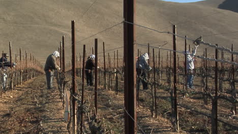 Pan-across-field-workers-pruning-dormant-grape-vines-in-a-California-vineyard
