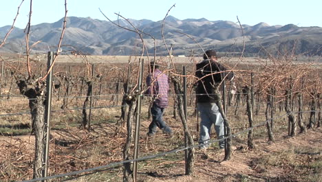 Pan-across-field-workers-pruning-dormant-grape-vines-in-a-California-vineyard-1