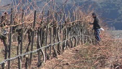 Pan-across-field-workers-pruning-dormant-grape-vines-in-a-California-vineyard-2