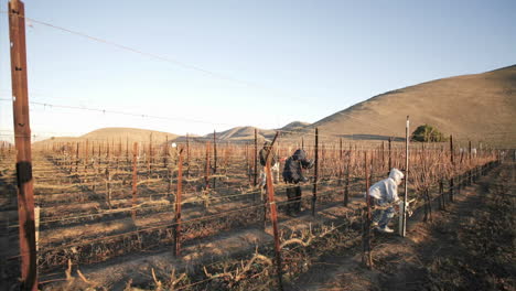 A-crew-of-workers-prune-a-vineyard