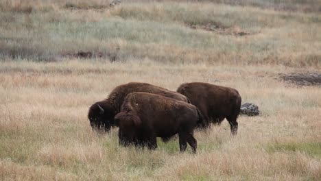 Buffalo-and-bison-graze--in-Yellowstone-National-Park-Wyoming