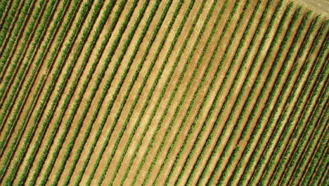 An-aerial-over-vast-rows-of-vineyards-in-Northern-California's-Sonoma-County--3