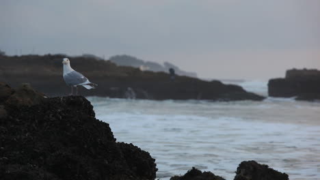 A-seagull-sits-on-a-rock-along-the-seashore-in-California