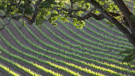 Telephoto-shot-of-a-vineyard-in-a-wine-growing-region