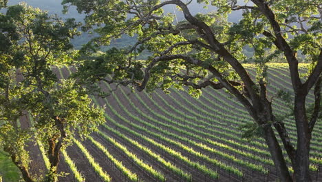 Telephoto-shot-of-a-vineyard-in-a-wine-growing-region-1