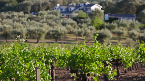 Pleasant-shot-across-the-Napa-Valley-wine-growing-region-1