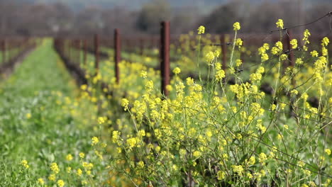 Green-fields-of-California-with-yellow-wildflowers-growing