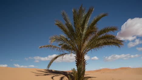 Merzouga-Sahara-Desert-07