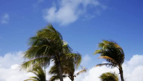 Miami-Palms-Blowing-00