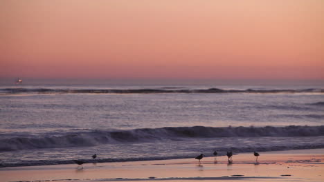 Birds-gather-on-the-beach-at-sunset
