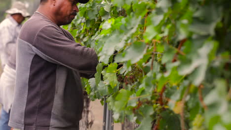 Immigrant-laborers-pick-grapes-in-the-fields