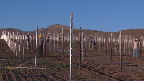 Workers-set-up-a-vineyard-with-stakes-and-poles