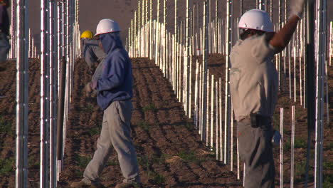 Workers-set-up-a-vineyard-with-stakes-and-poles-1
