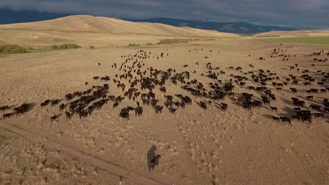 Amazing-aerial-over-a-western-cattle-drive-on-the-plains-of-Montana-1