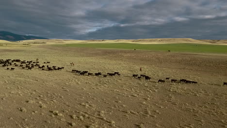 Amazing-vista-aérea-over-a-western-cattle-drive-on-the-plains-of-Montana-3
