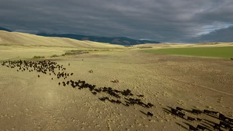 Erstaunliche-Luftaufnahme-über-Einem-Western-Cattle-Drive-In-Den-Ebenen-Von-Montana-9