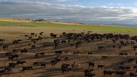 Amazing-aerial-over-a-western-cattle-drive-on-the-plains-of-Montana-13
