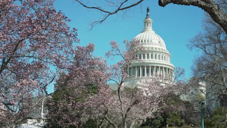 El-Edificio-Del-Capitolio-De-Estados-Unidos-Senado-Con-Cerezos-En-Flor-En-La-Primavera-1