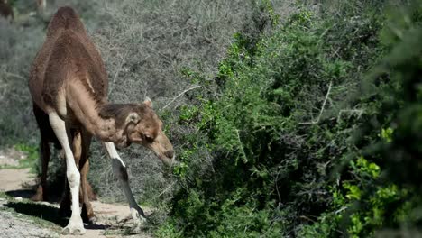 Morocco-Camel-00