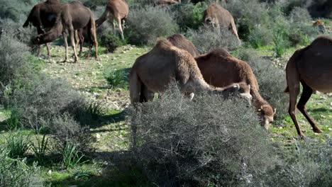 Morocco-Camel-11
