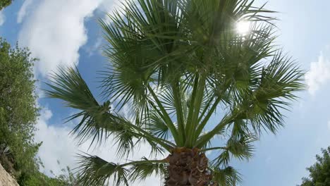 Palm-Tree-Fisheye-00