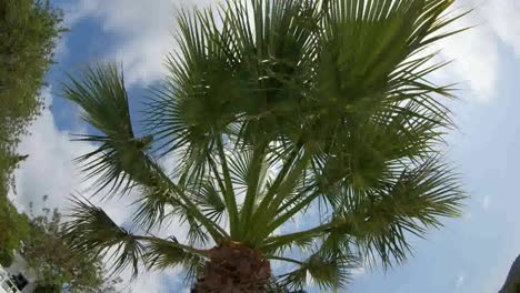 Palm-Tree-Sky-00
