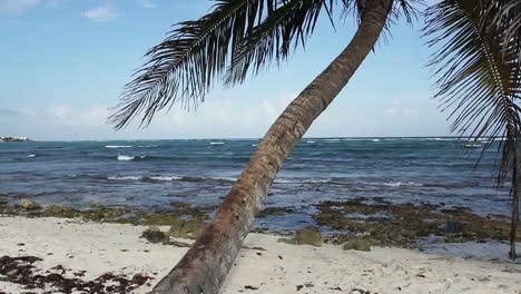 Palm-Tree-on-Beach-01