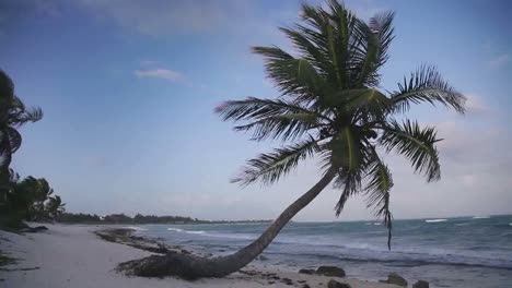 Paradise-Palms-en-la-playa-00