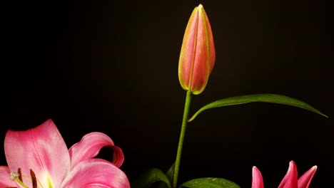 Pink-Flower-05