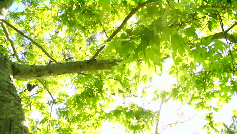 Hellgrüne-Baumblätter-Glitzern-Im-Sonnenlicht