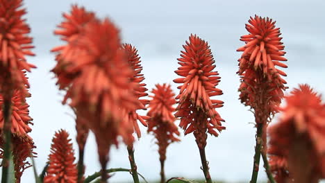 Selective-focus-view-of-red-aloe-blossoms-