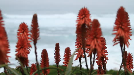 Selektiver-Fokus-Auf-Rote-Aloe-Blüten-Mit-Dem-Ozean-Im-Hintergrund